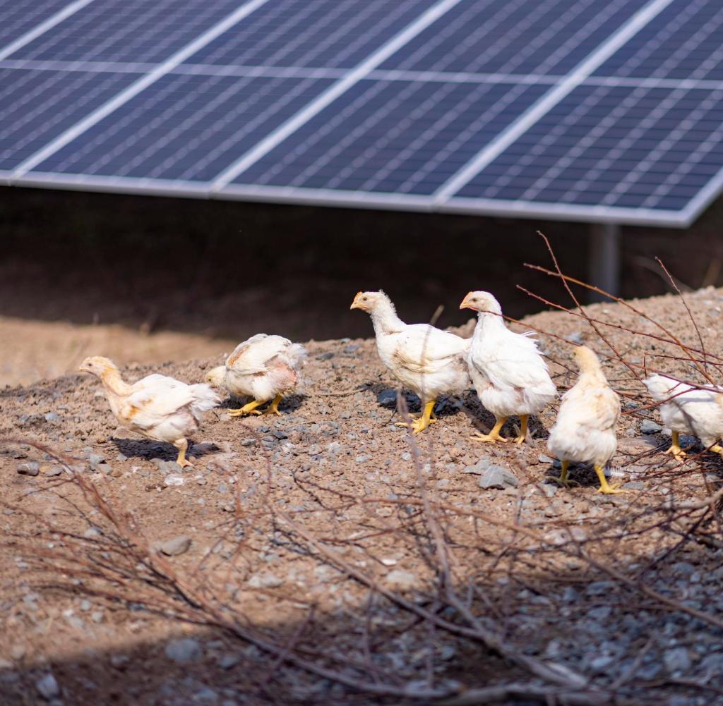 Chickens with a solar system from Münch Energie can be seen on the farm at the Fröschbrunna organic farm in Kronach