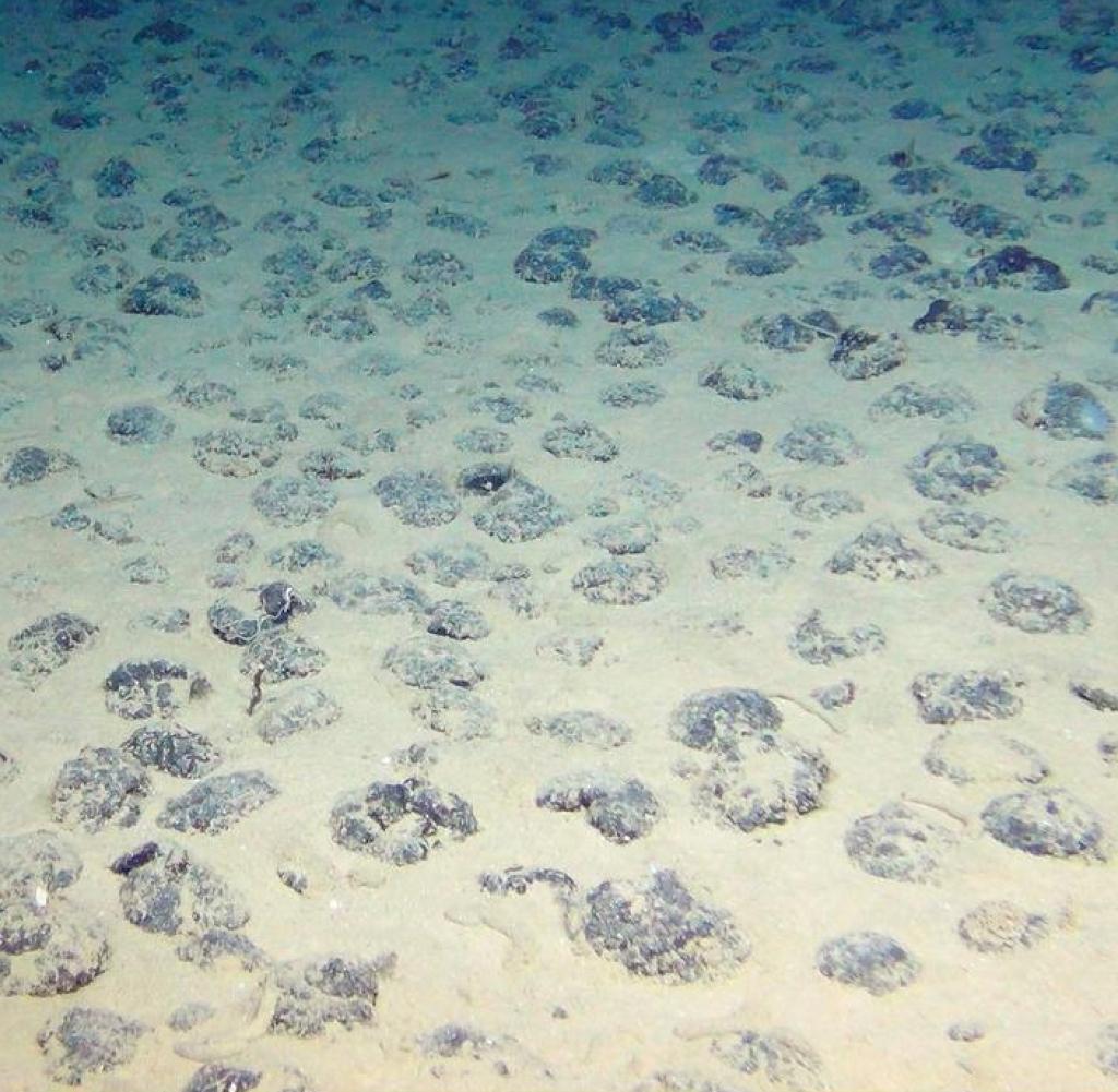 Schlangensterne und Manganknollen auf dem Boden der Tiefsee